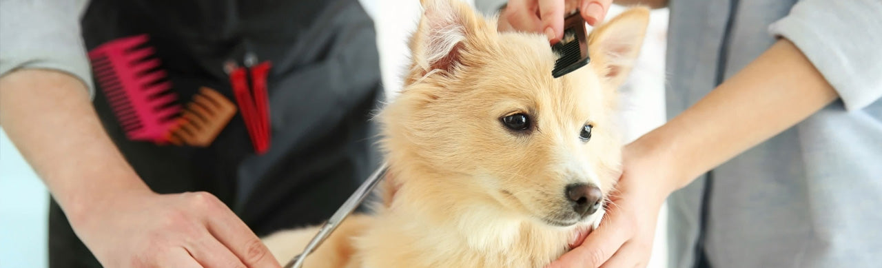 Fur Fabulous: Expert Tips for Perfect Dog Grooming