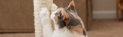 The Claws Conundrum: Effective Solutions for Cat Scratching