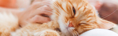 Cat Comfort Zone: Litter Tray Tips for a Happy Pet