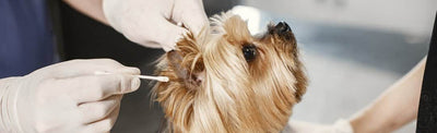 Behind Closed Ears: Understanding Dog Ear Infections