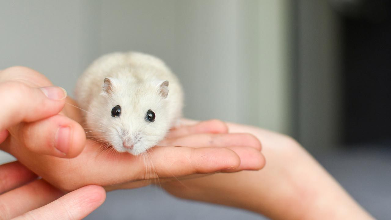 Common Diseases and Disorders in Hamsters