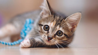How do I care for my new Kitten?