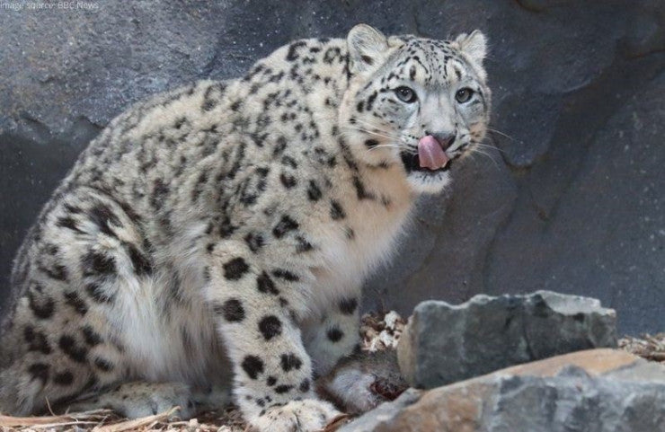 England’s Zoo To Have Two Little Snow Leopards