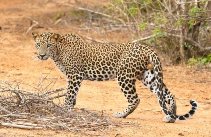 Karnataka Sees A Rise In Leopard Population
