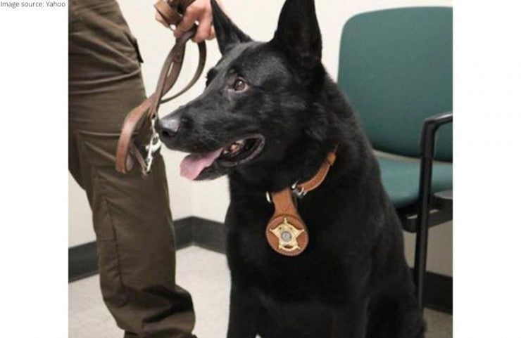 Police Canine Bear Had a Retirement Party