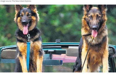 Sniffer Canines to Join the Dog Squad at Similipal Tiger Reserves