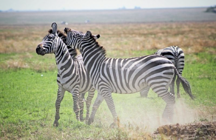 Zebras Can Make Zorses, Zedonks and Zonies
