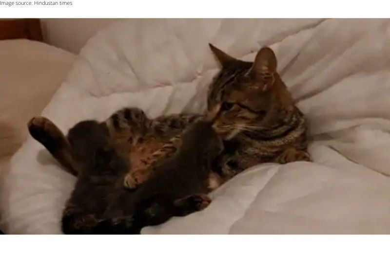 Mother Feline Who Lost Her Babies Adopts Two Orphan Kittens