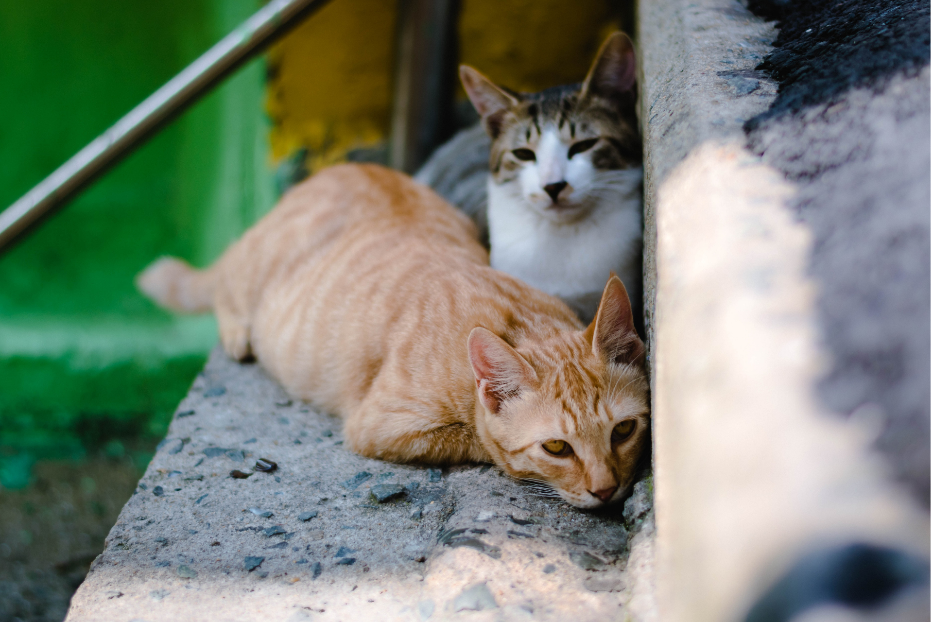 Navi Mumbai Municipal Corporation To Sterilize and Vaccinate Stray Cats