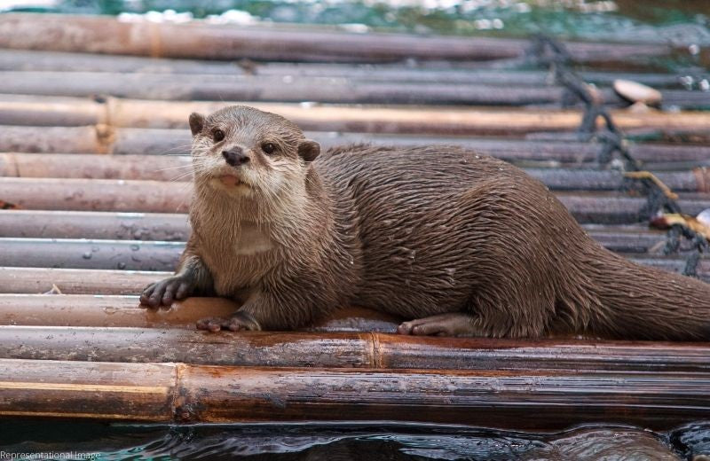 Otters Test Positive for Covid-19