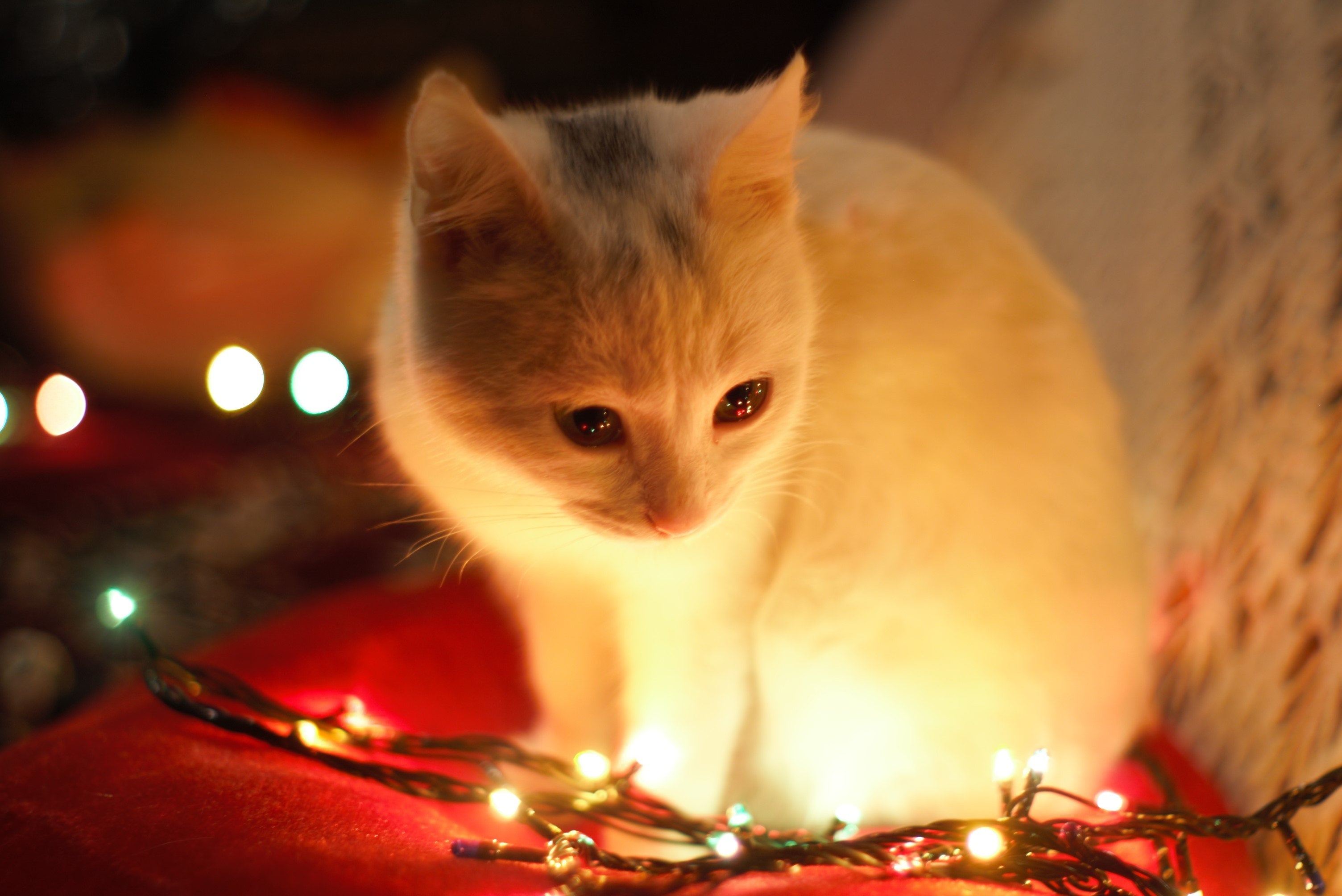 Fun Ways to Celebrate the Holidays with your pets
