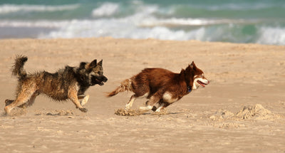 Tips for taking your Pet to a Fun Beach Day