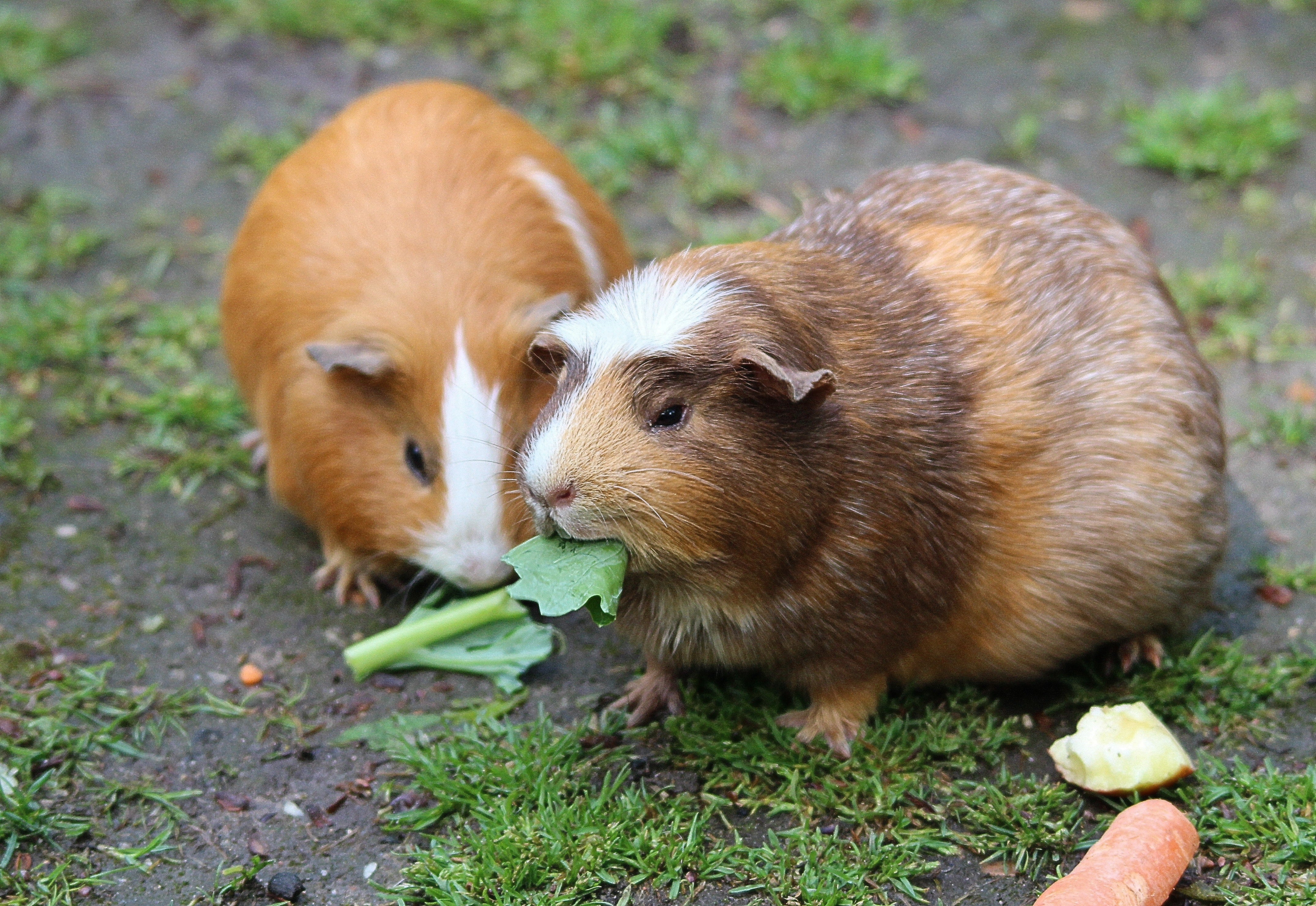 5 Reasons to Consider Getting a Guinea Pig as a Pet