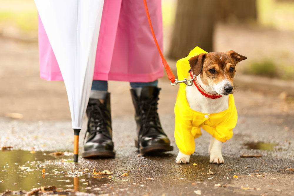 How To Walk Your Dog In The Rain?