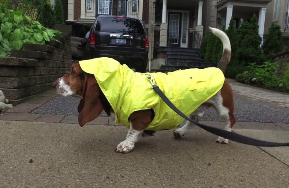 Rainwear Accessories for Dogs