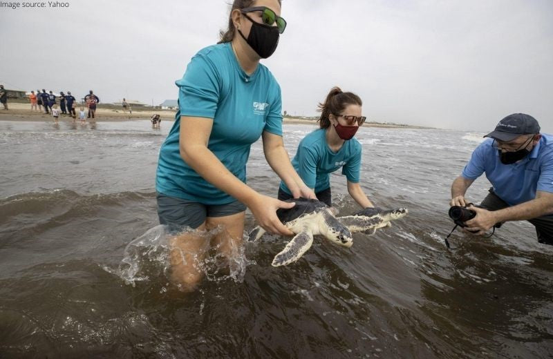 Rescued Sea-Turtles were released back into the Wild after months of Rehabilitation