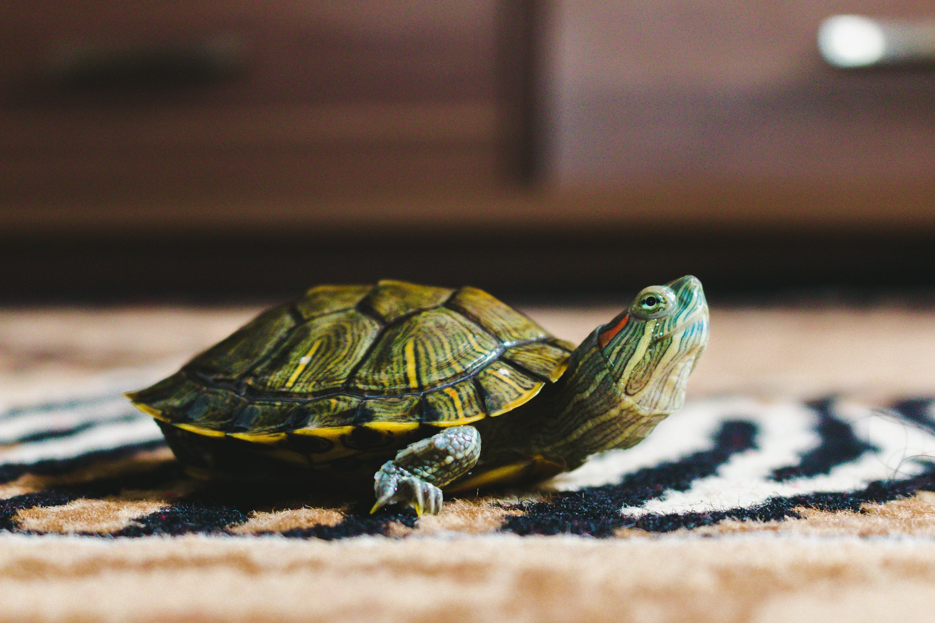What Can I Feed My Pet Turtle?