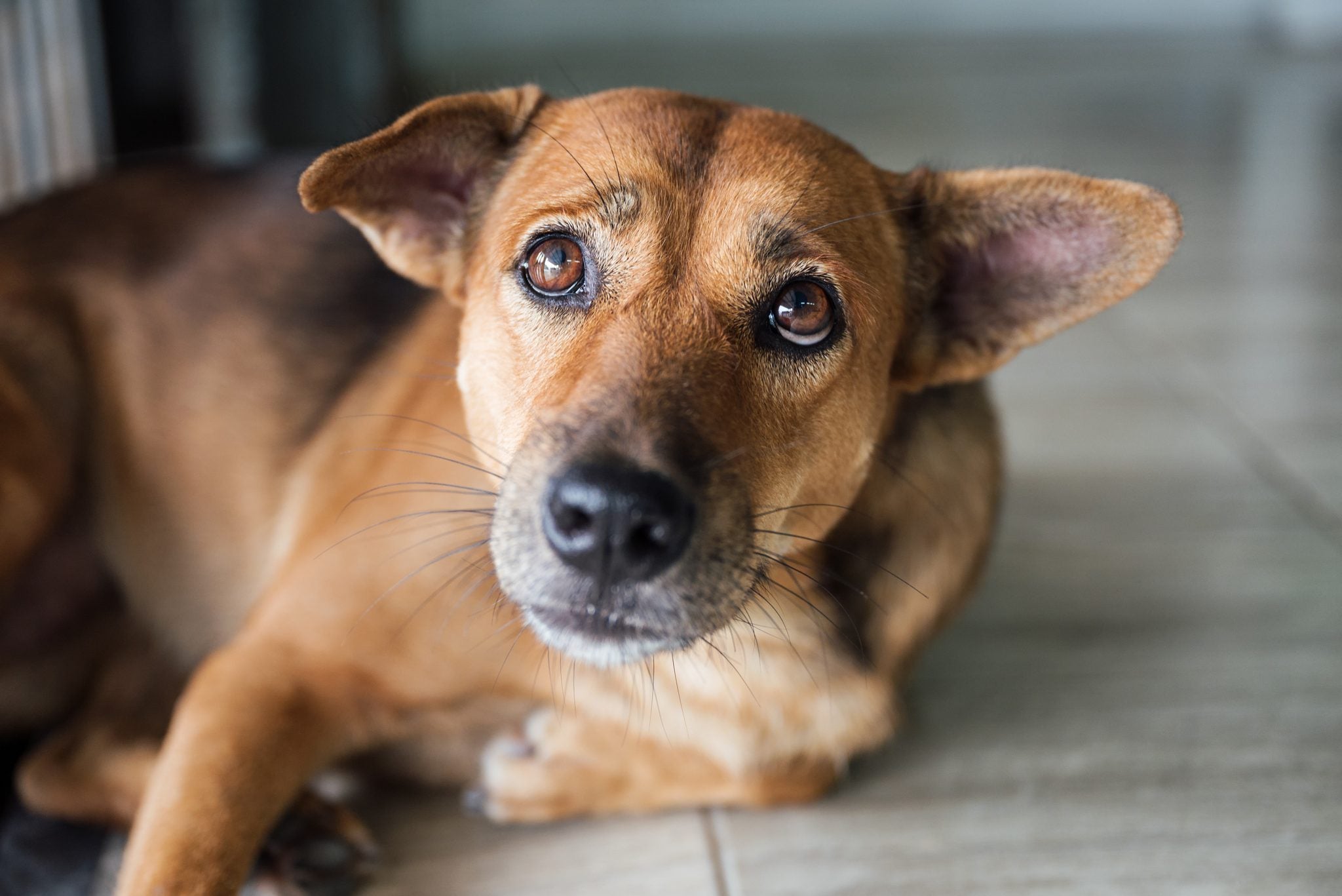Common Fears & Phobias in Dogs and How to Help Treat Them