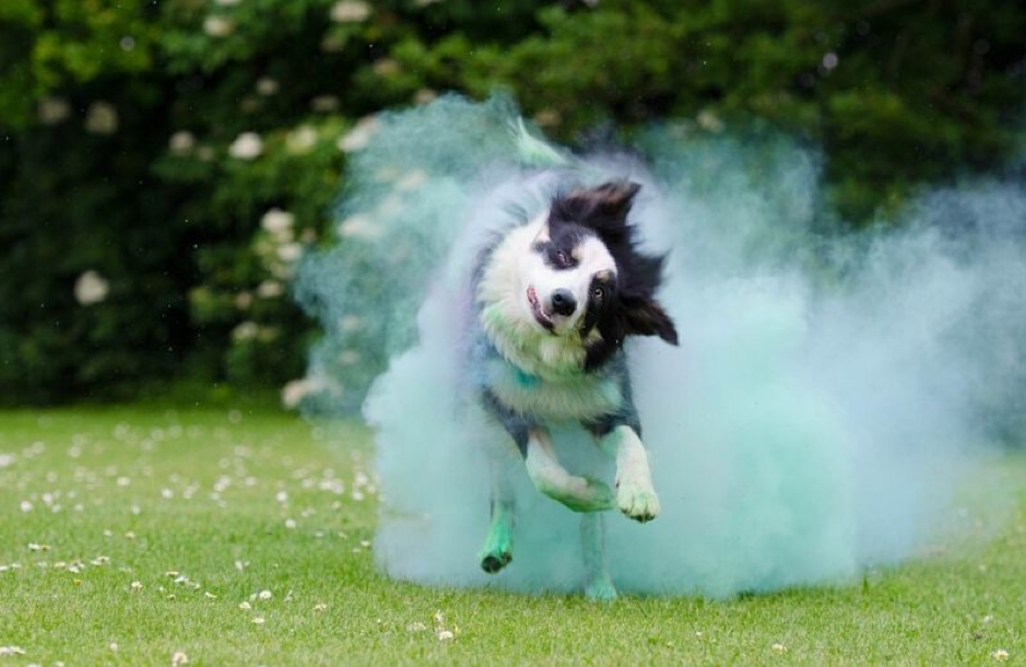 Share love with your Pooch this Holi, not colour!