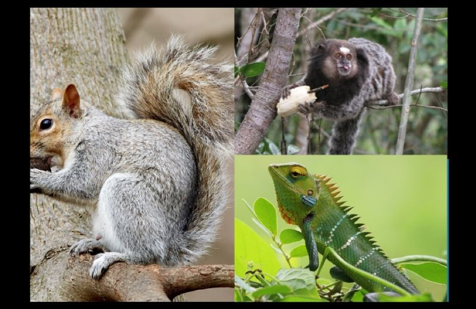 Smugglers Arrested for Smuggling Monkeys, Reptiles and Rodents