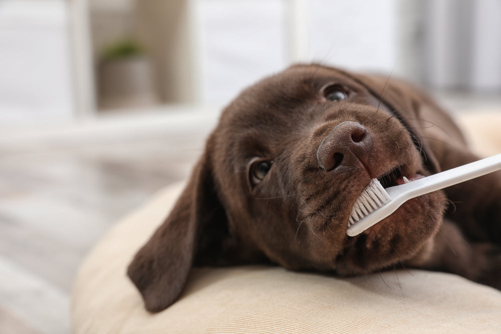 Puppy Teething Guide: Tips to Survive the Teething Stage.