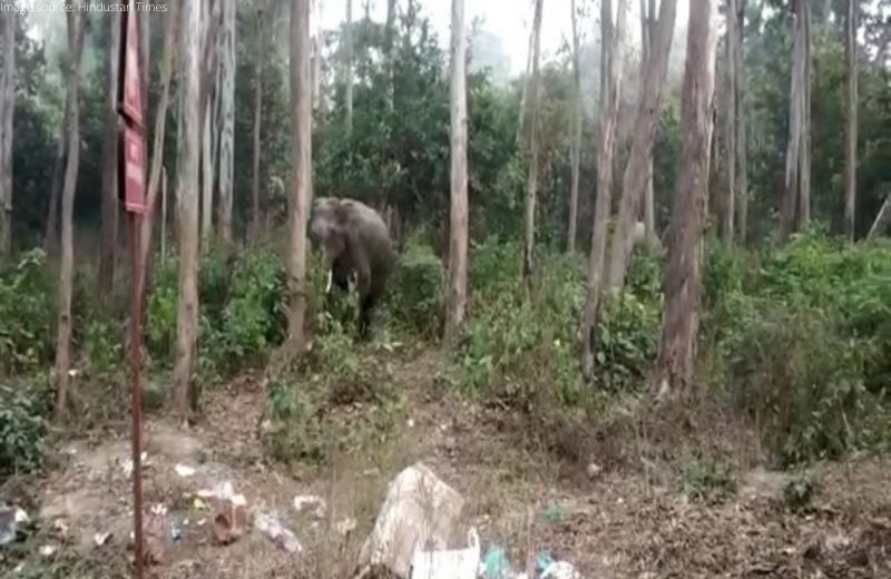 Terai Forest Region Initiates Planting Of Vegetation to Help Elephants