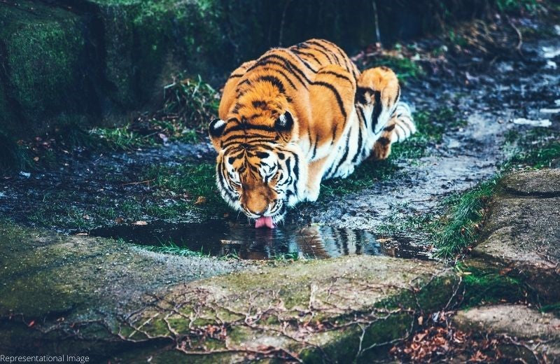 The Pilibhit Tiger Reserve Has Plans to Create Additional Artificial Waterholes