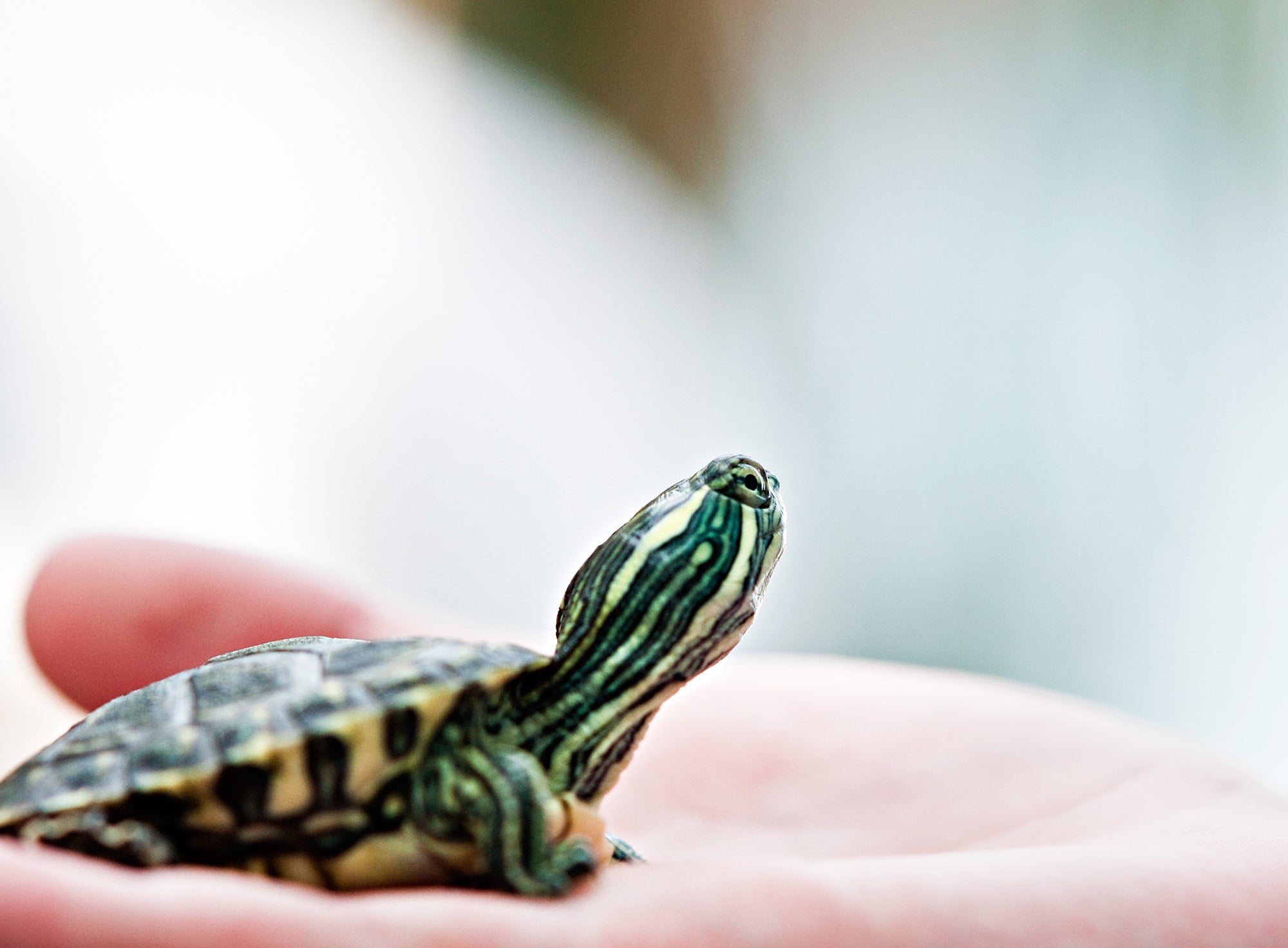 How to Care for a Pet Turtle?