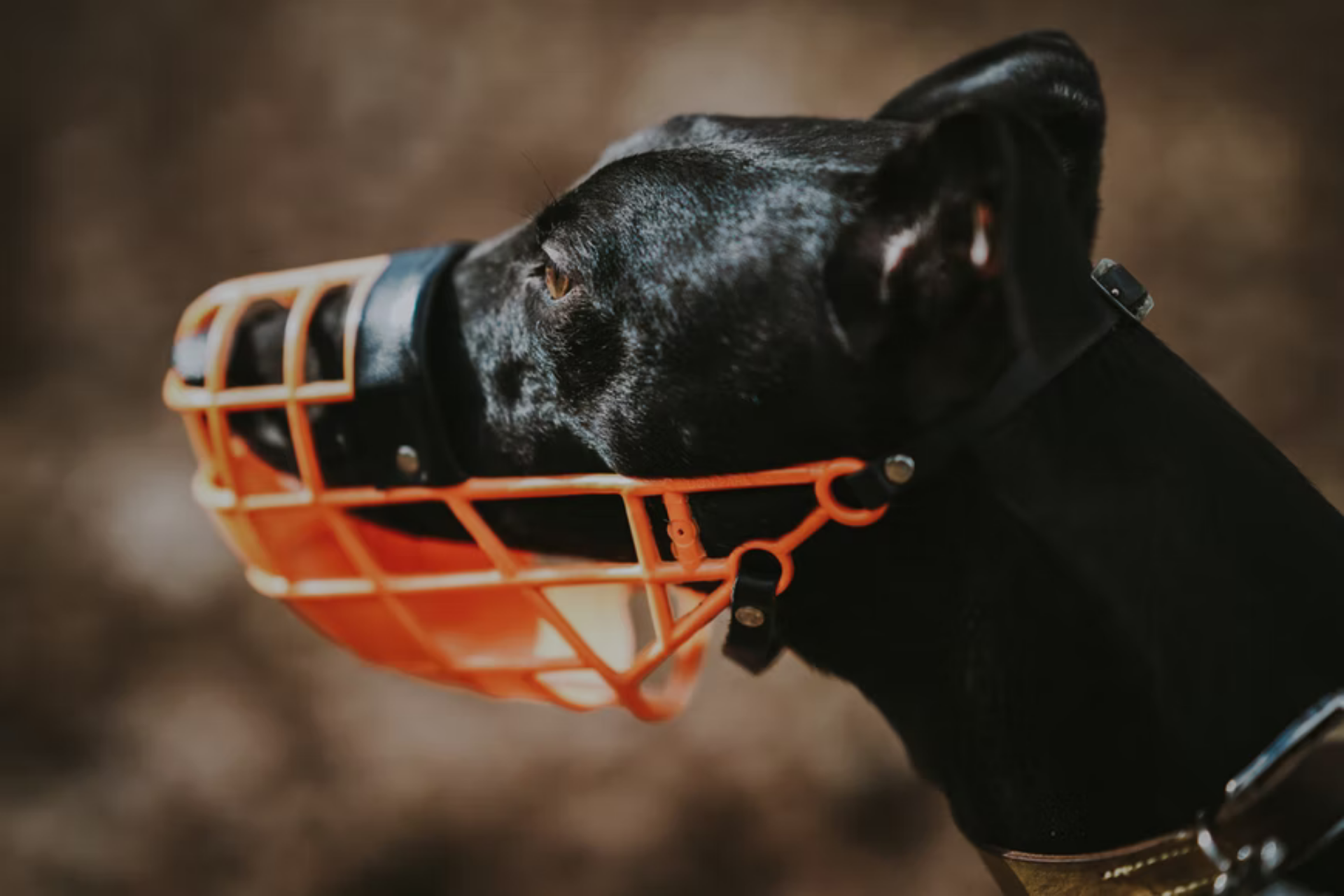 Understanding Muzzles and its Necessity!