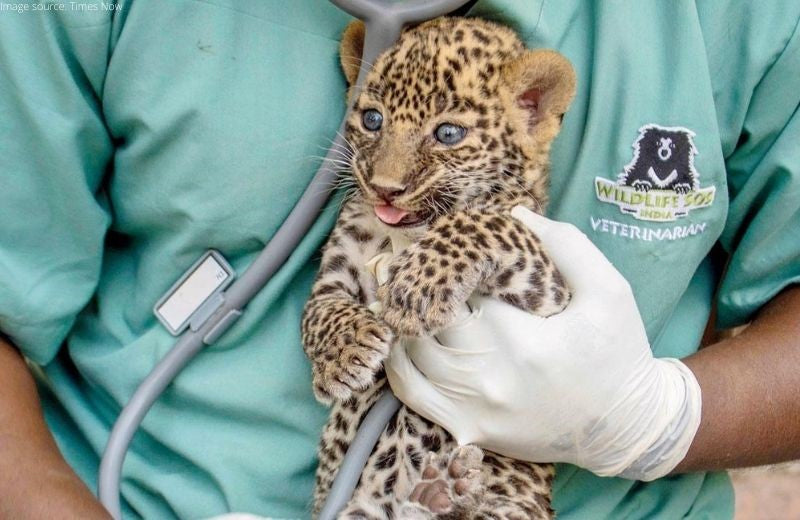 Villagers Rescue a Leopard Cub Chased by Feral Dogs