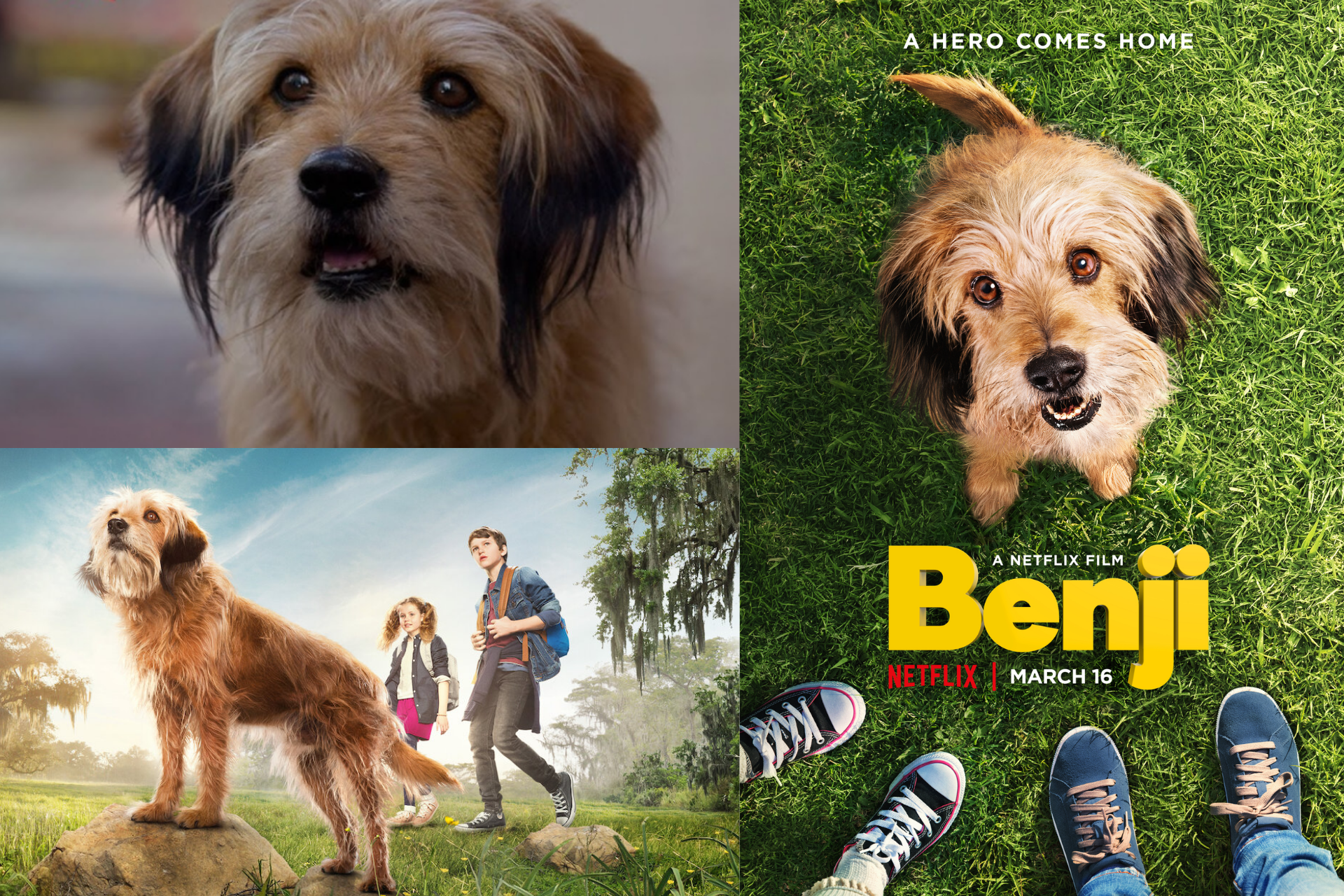 Weekend Watch – Benji!