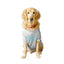 Ruse - Basic Crew Neck Family Favourite Printed Half Sleeves Dog Tee