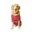 Ruse - Basic Crew Neck Boss pup Printed Half Sleeves Dog Tee