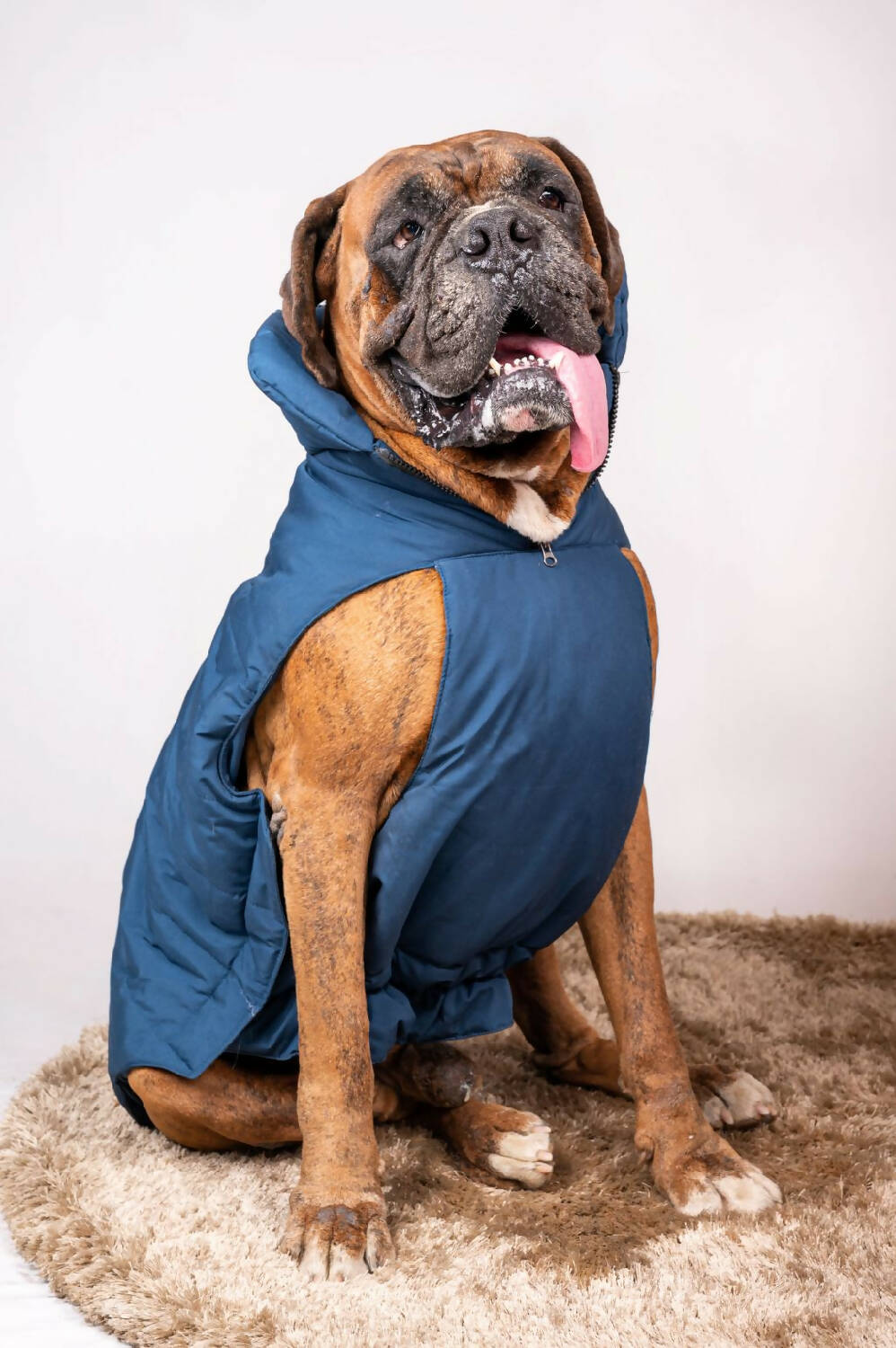 Petsnugs Blue Jacket for dogs and cats