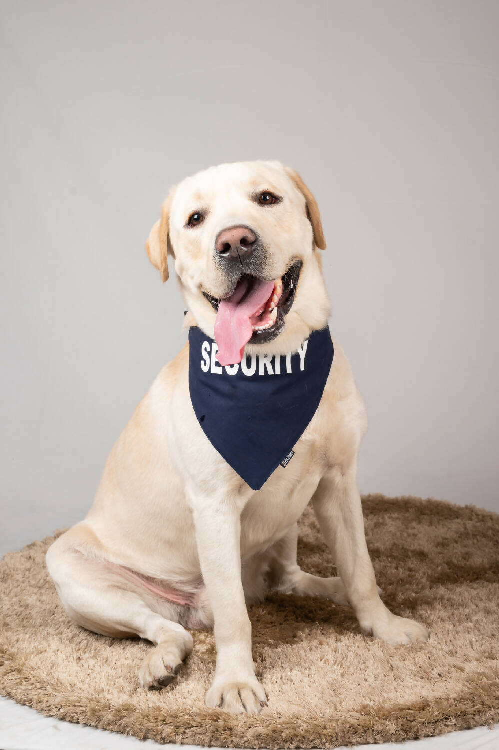 Petsnugs Security Bandana- Navy Blue for Dogs & Cats