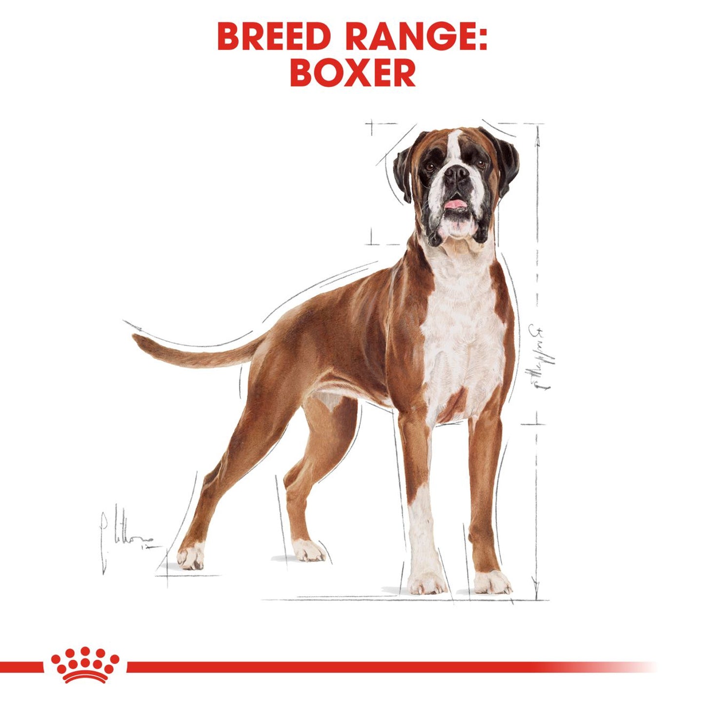 Royal Canin - Boxer Adult Dry Dog Food