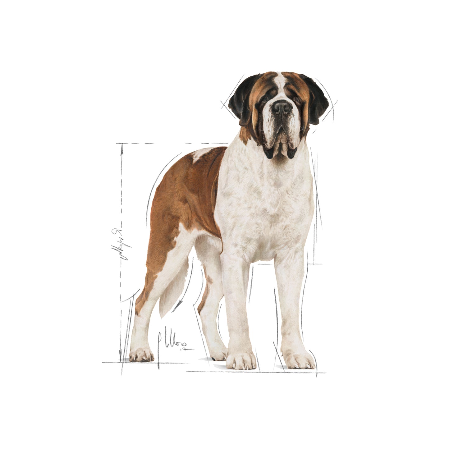 Royal Canin - Giant Adult Dry Dog Food