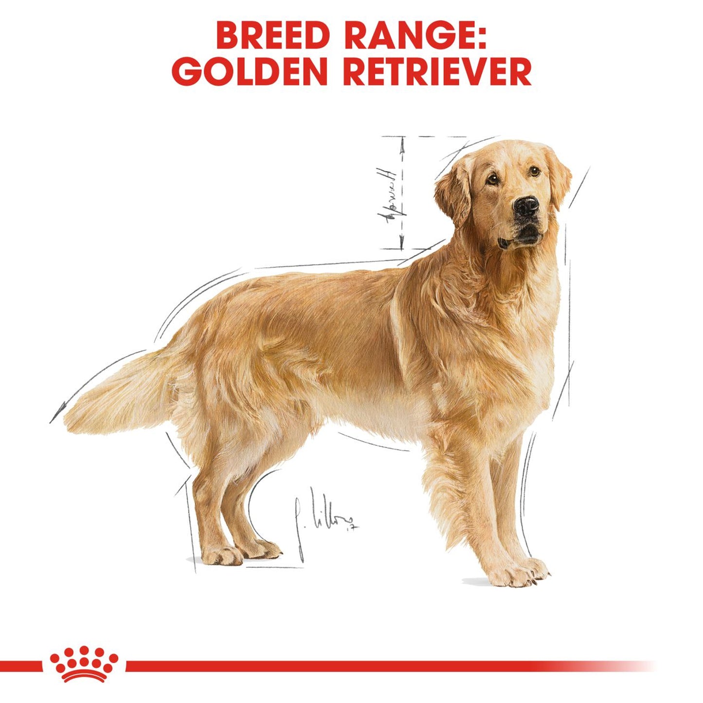 Royal Canin - Golden Retriever Adult Dog Dry Food