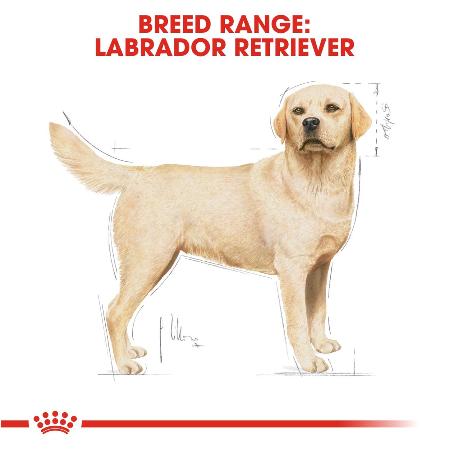 Royal Canin - Labrador Retriever Adult