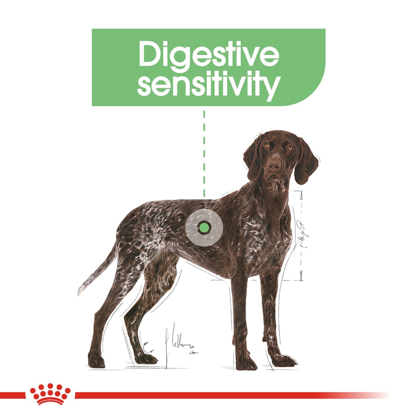 Royal Canin - Maxi Digestive Care Dry Dog Food