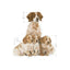 Royal Canin - Medium Starter Dry Dog Food