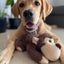 Barkbutler - Soft Squeaky Plush Dog Toy