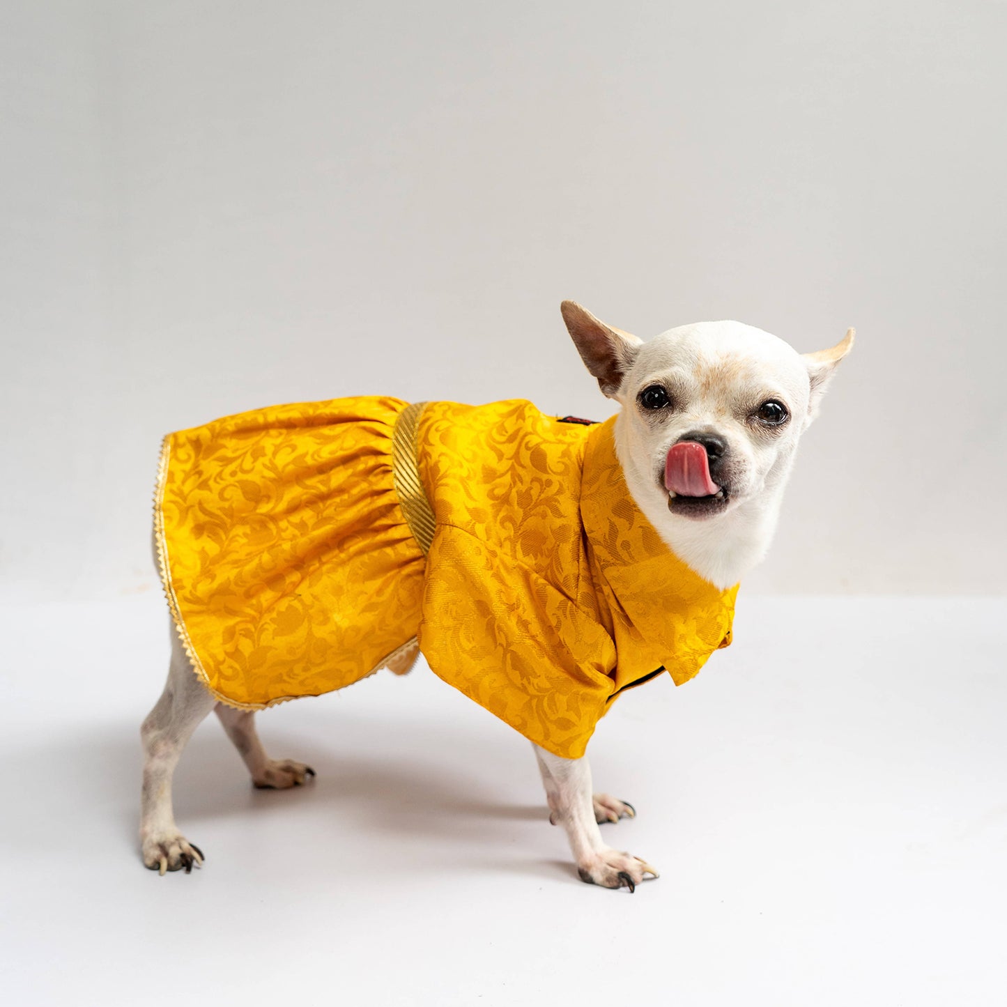 Pawgypets -  Occasion wear Dress | Yellow