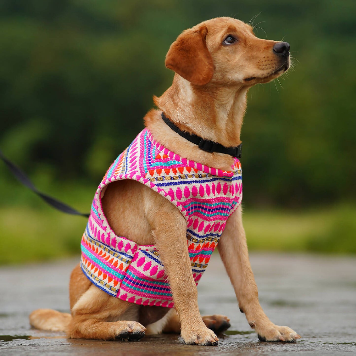 My Art Bucket- Pahadi Crop Jacket for dogs