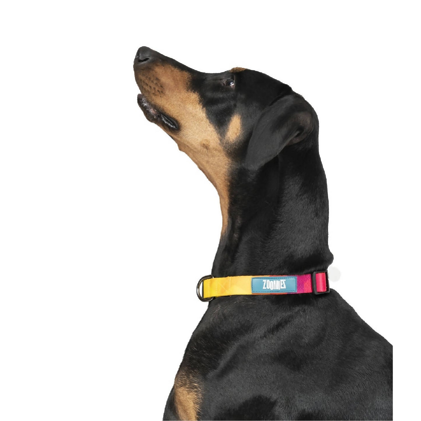 Zoomiez - Solar Printed Dog Collar
