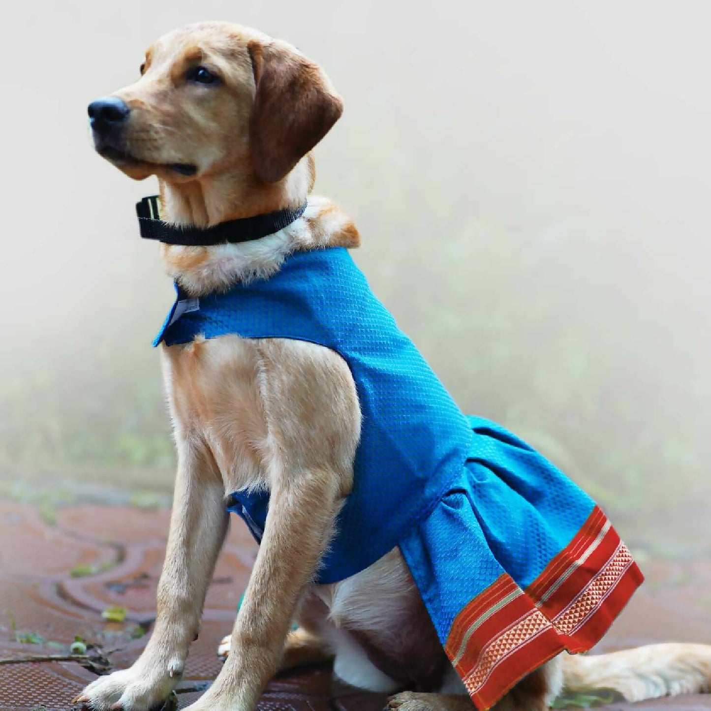 MyArtBucket- Parkar Polka Dog Festive Wear Blue Dog Dress