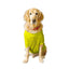 Ruse XX-Small (Chihuahuas, Papillons) / Yellow Ruse Basic Crew Neck "FLY HIGH" Printed Half Sleeves Dog Tee