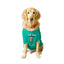 Ruse XX-Small (Chihuahuas, Papillons) / Aqua Green Ruse Basic Crew Neck "I'm Too Old for this Sh*t" Printed Half Sleeves Dog Tee