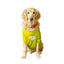 Ruse XX-Small (Chihuahuas, Papillons) / Yellow Ruse Basic Crew Neck "Pool Party" Printed Half Sleeves Dog Tee1