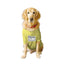 Ruse XX-Small (Chihuahuas, Papillons) / Lemon Tonic Ruse Basic Crew Neck "The Birthday Dude" Printed Half Sleeves Dog Tee2